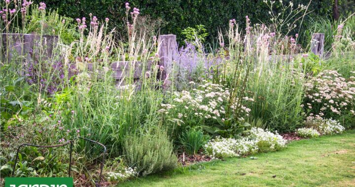 Tu primer jardín nativo: Por dónde empezar y qué plantar para crear un jardín biodiverso